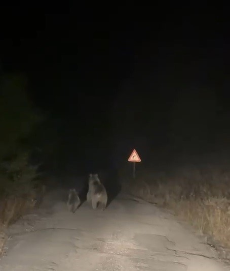 Bayburt&rsquo;ta anne ve yavru ayının sinirli anları: Ayakları &uuml;zerinde ara&ccedil;takileri korkutmaya &ccedil;alıştılar
