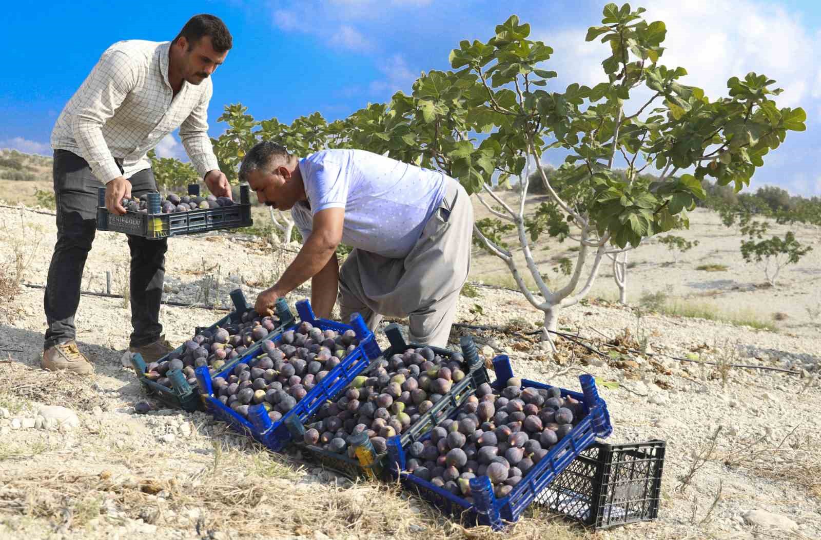 Fidanlar toprakla bulutu, meyveler kasalar doldurdu
