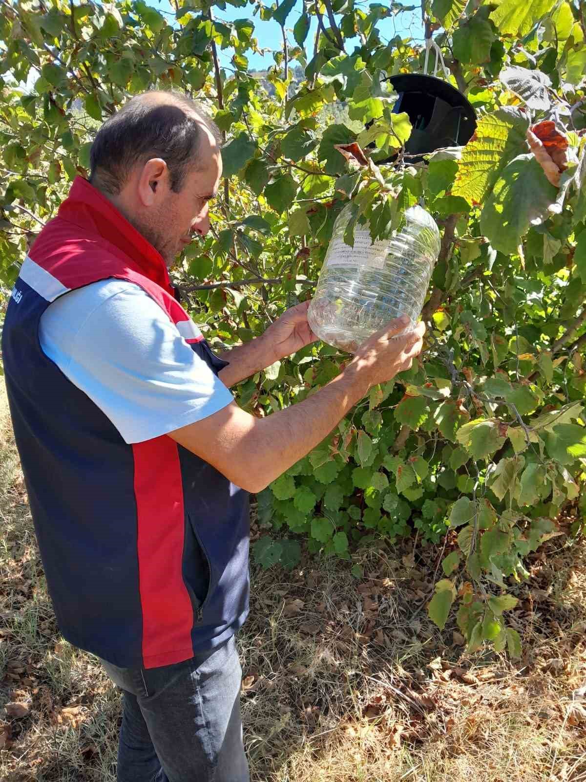 Tokat’ta ürün kayıplarını önlemek için feromon tuzakları devrede