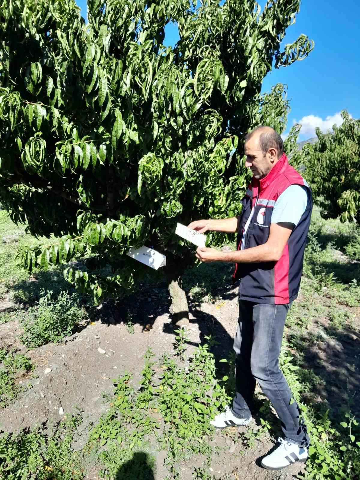Tokat’ta ürün kayıplarını önlemek için feromon tuzakları devrede
