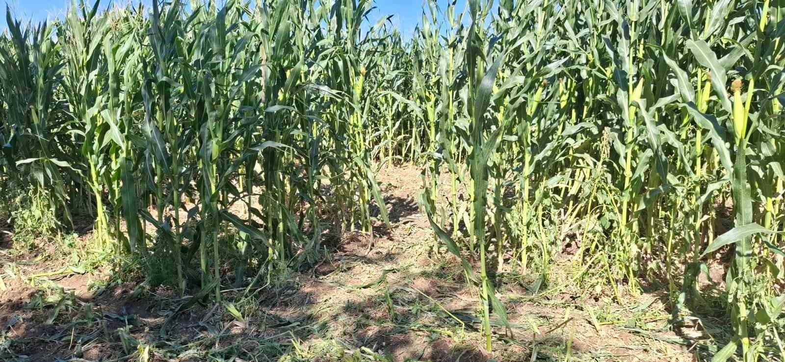 Elazığ&rsquo;da domuz s&uuml;r&uuml;s&uuml; mısır tarlasını talan etti
