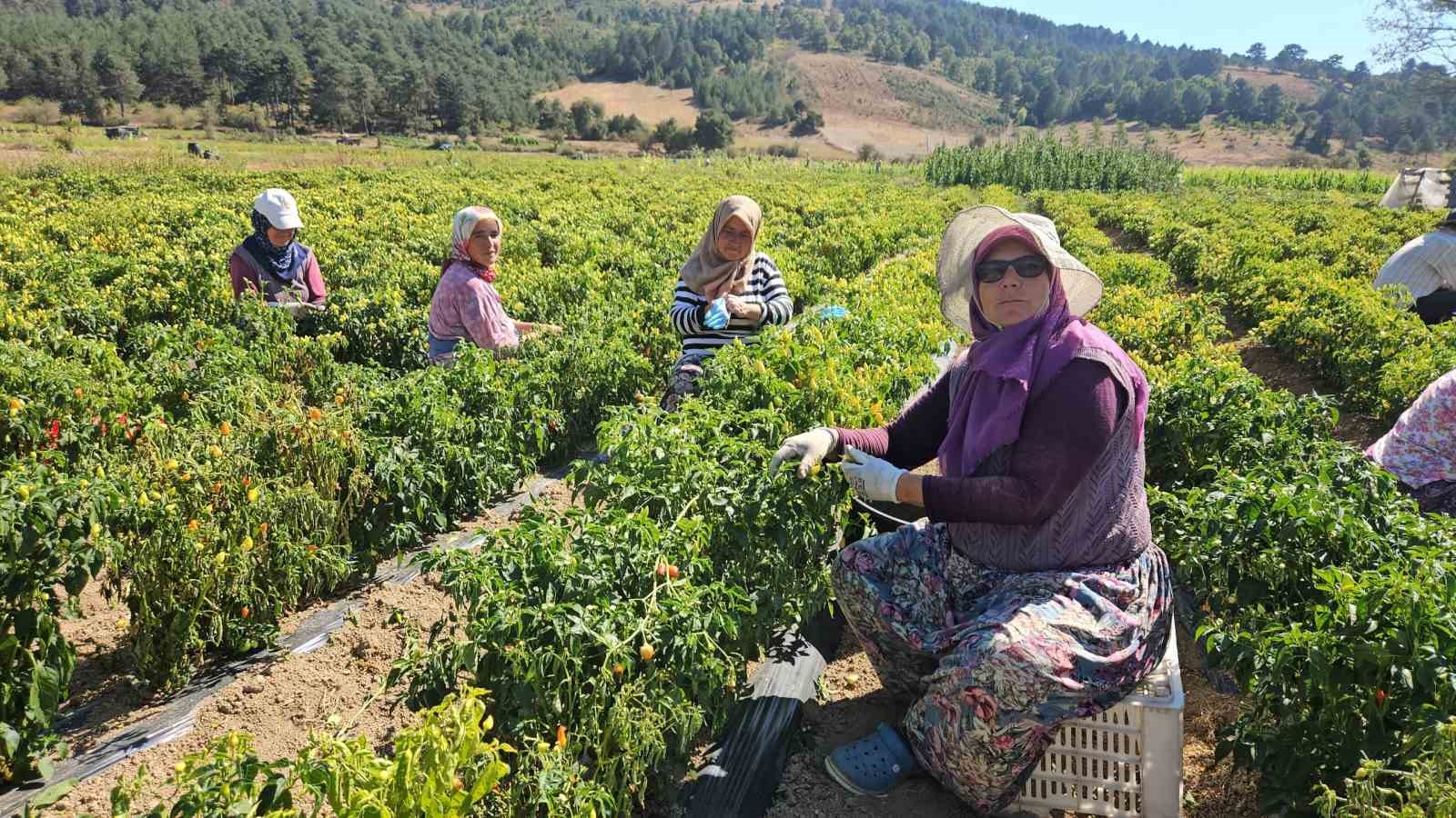 Sındırgı’da sarı altında hasat zamanı