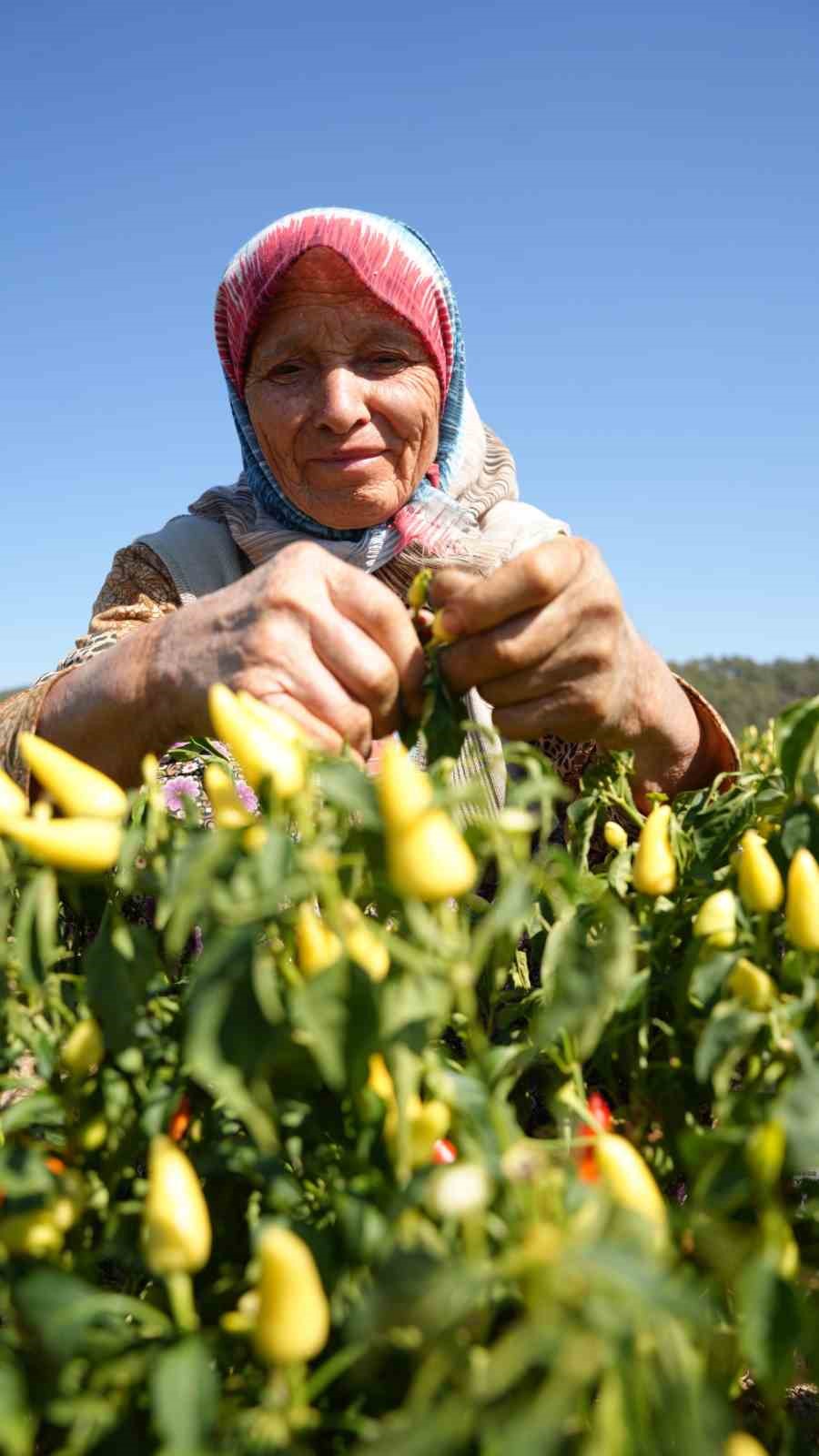 Sındırgı&rsquo;da sarı altında hasat zamanı
