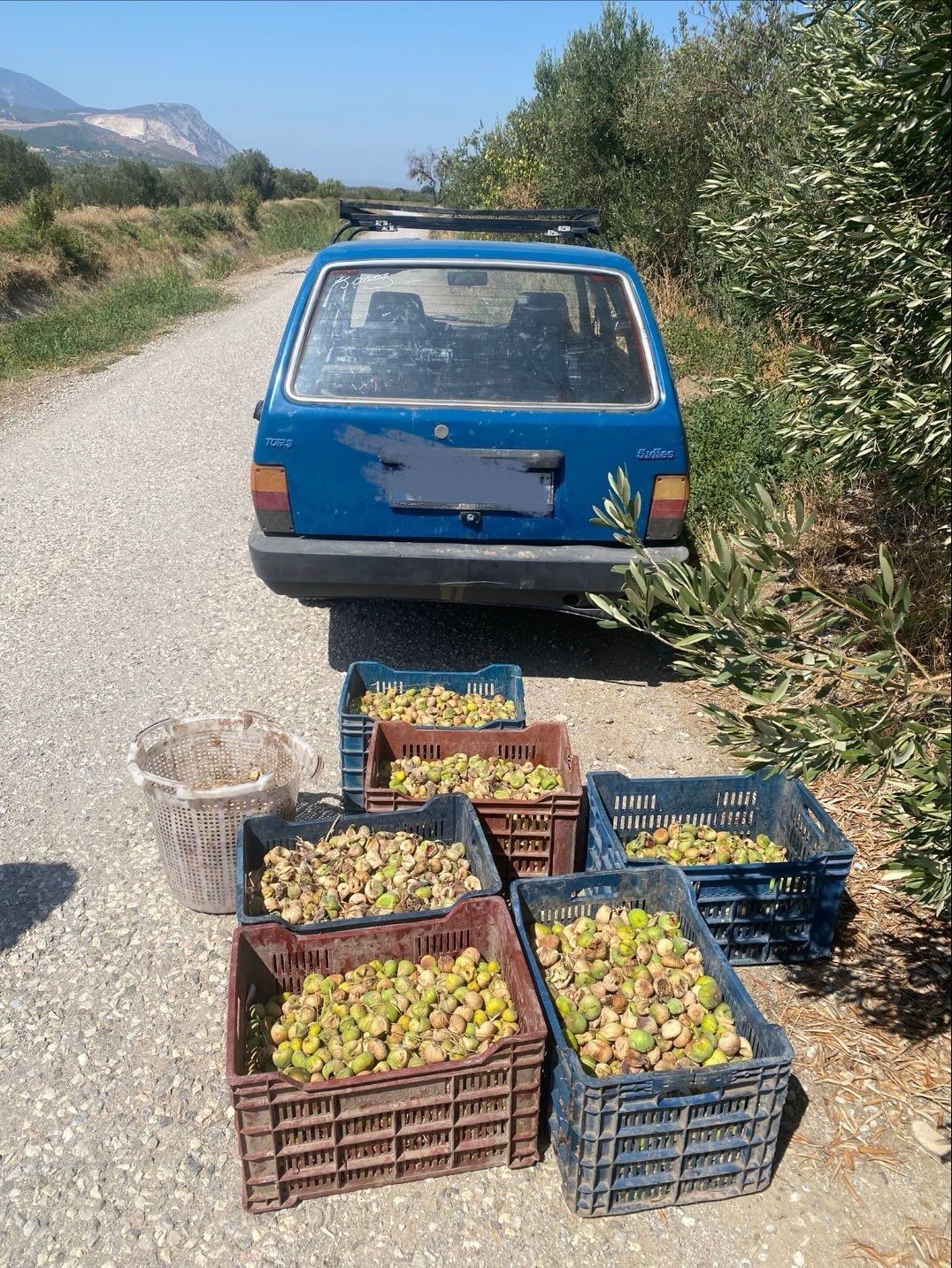 Jandarma’dan incir hırsızlarına suçüstü