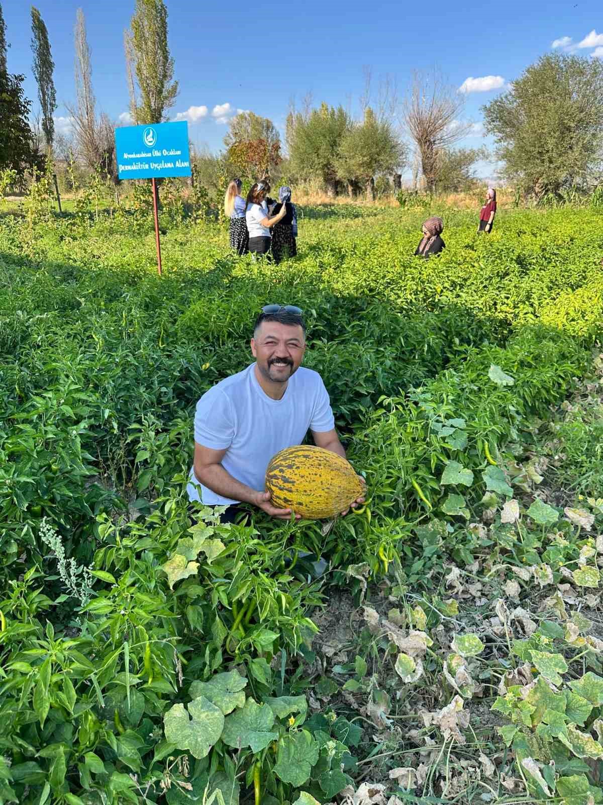 100 yılık ata tohumuyla ilk hasat yapıldı
