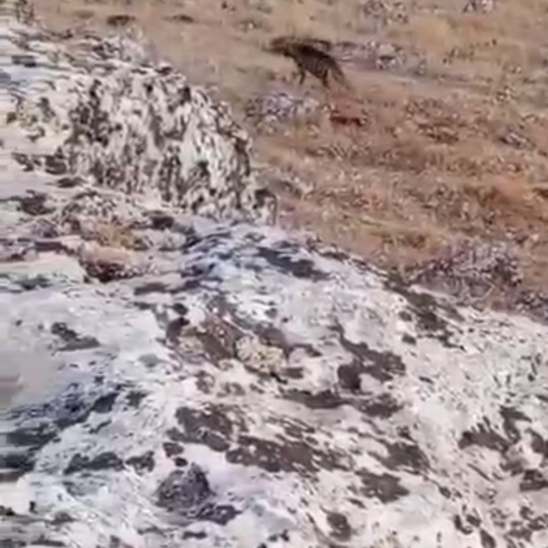 Halfeti’de nesli tükenme tehlikesi altında olan çizgili sırtlan görüldü
