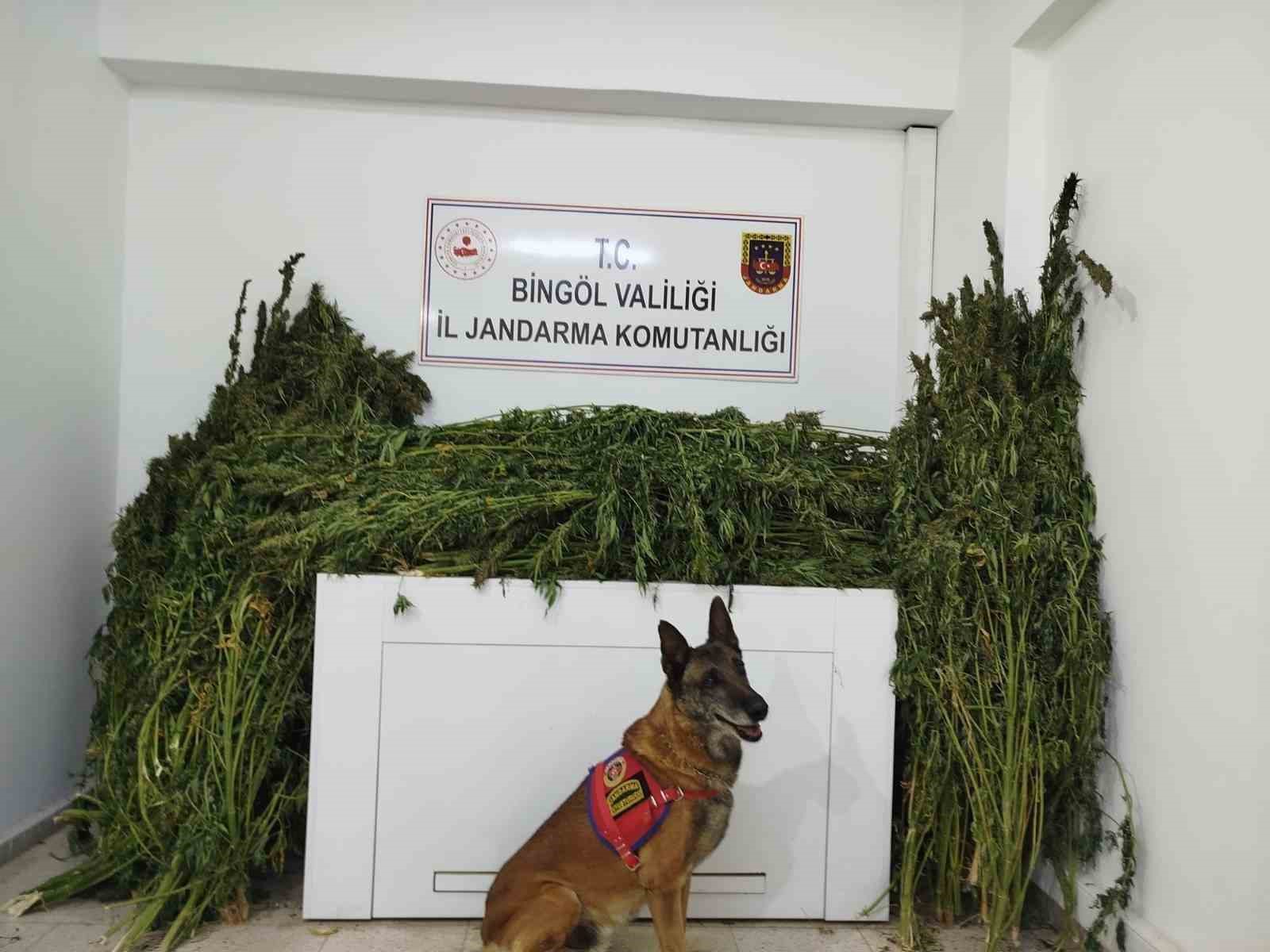 Bingöl’de 91 kilo esrar ele geçirildi