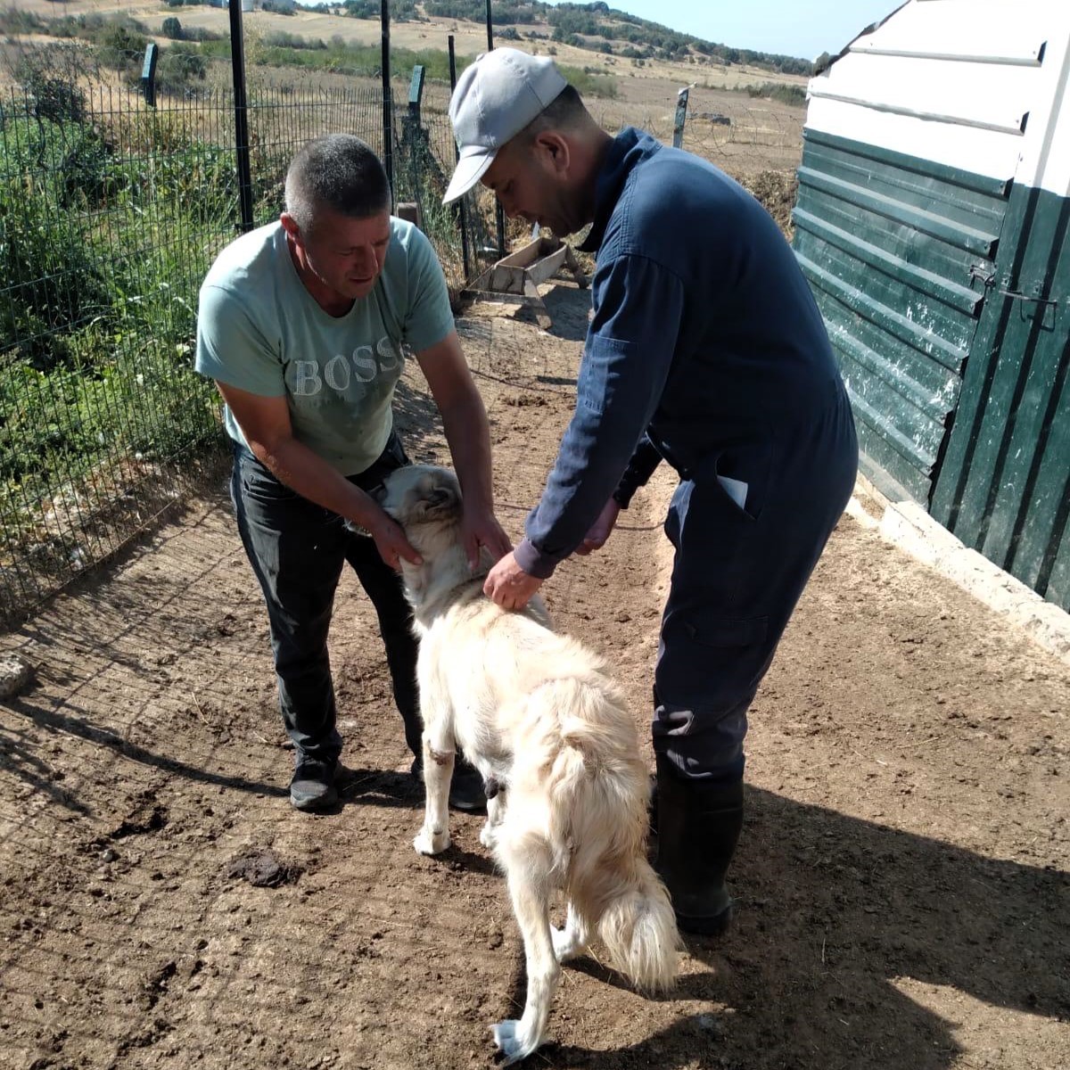 Kırklareli’nde kedi ve köpeklere çip takılıyor