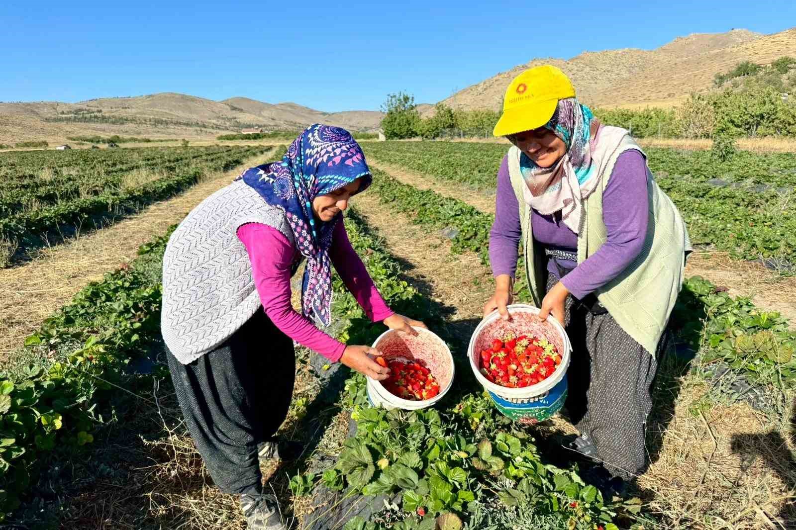 Niğde&rsquo;de &ccedil;ilek hasadı bereketi
