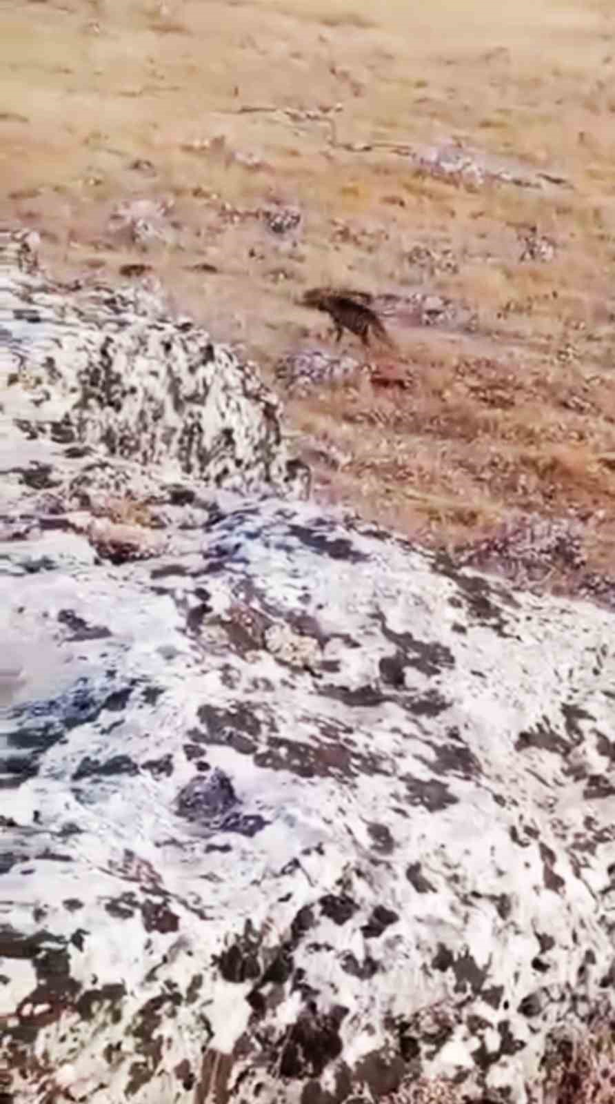 Halfeti’de nesli tükenme tehlikesi altında olan çizgili sırtlan görüldü