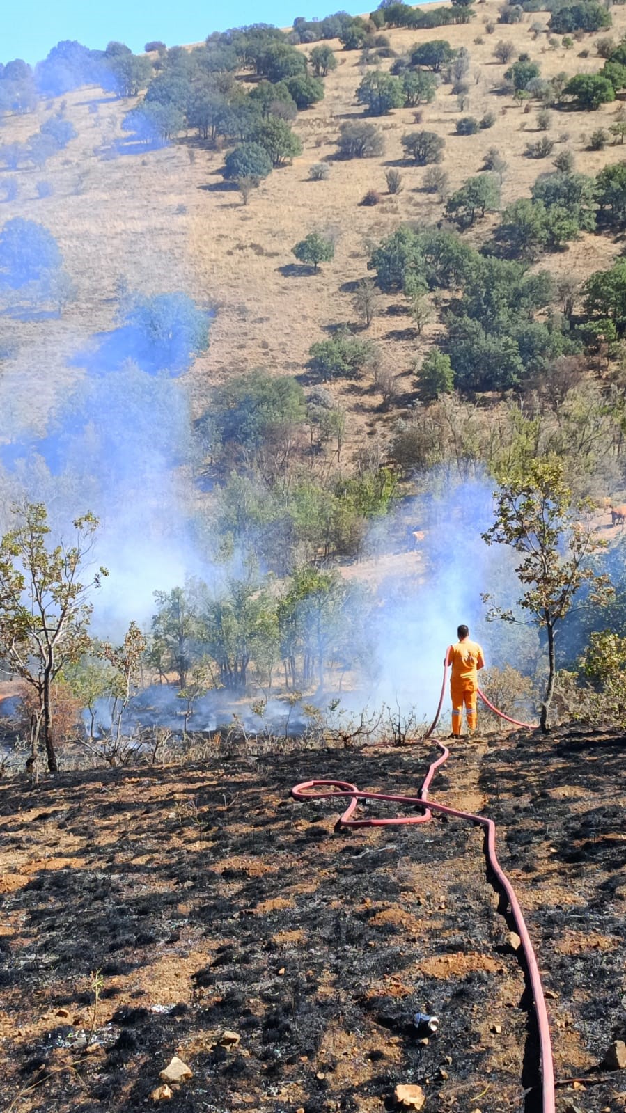 Yozgat’ta makilik alanda çıkan yangın 15 dönüm alanda etkili oldu