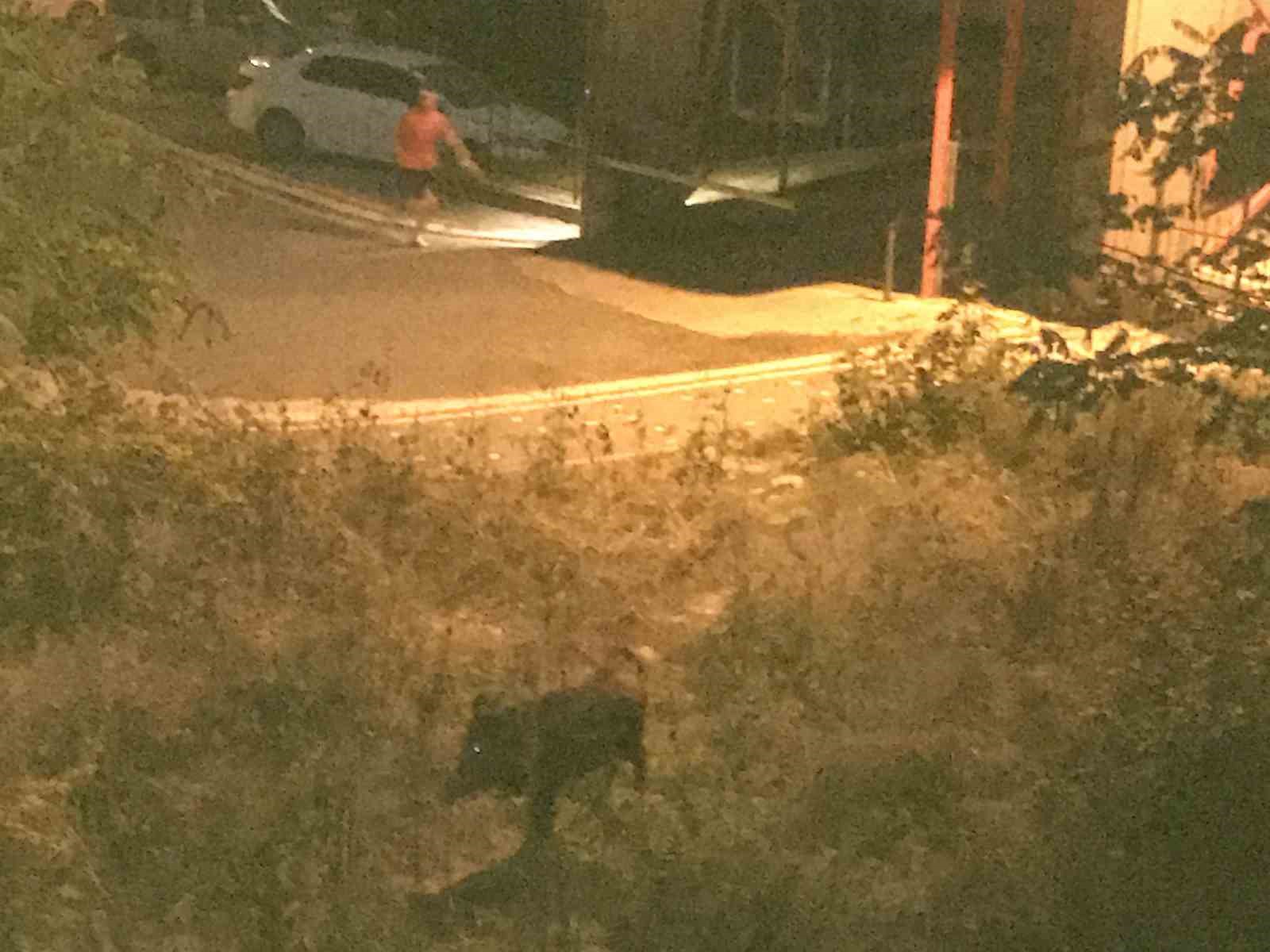 Ordu’da bir çocuk, domuz saldırısından son anda kurtuldu