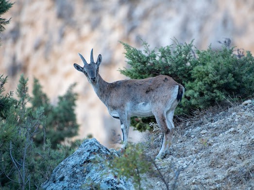 Dağ ke&ccedil;ileri Munzur Dağlarına g&uuml;zellik katıyor
