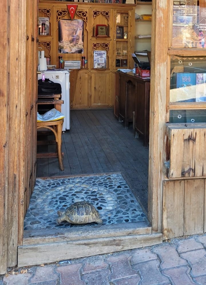 Kemaliye sokaklarında dolaşan kaplumbağa ilgi odağı oldu
