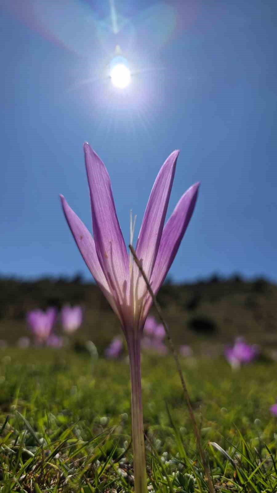 Yaylalarda kışın habercisi ‘vargit’ler kendini gösterdi