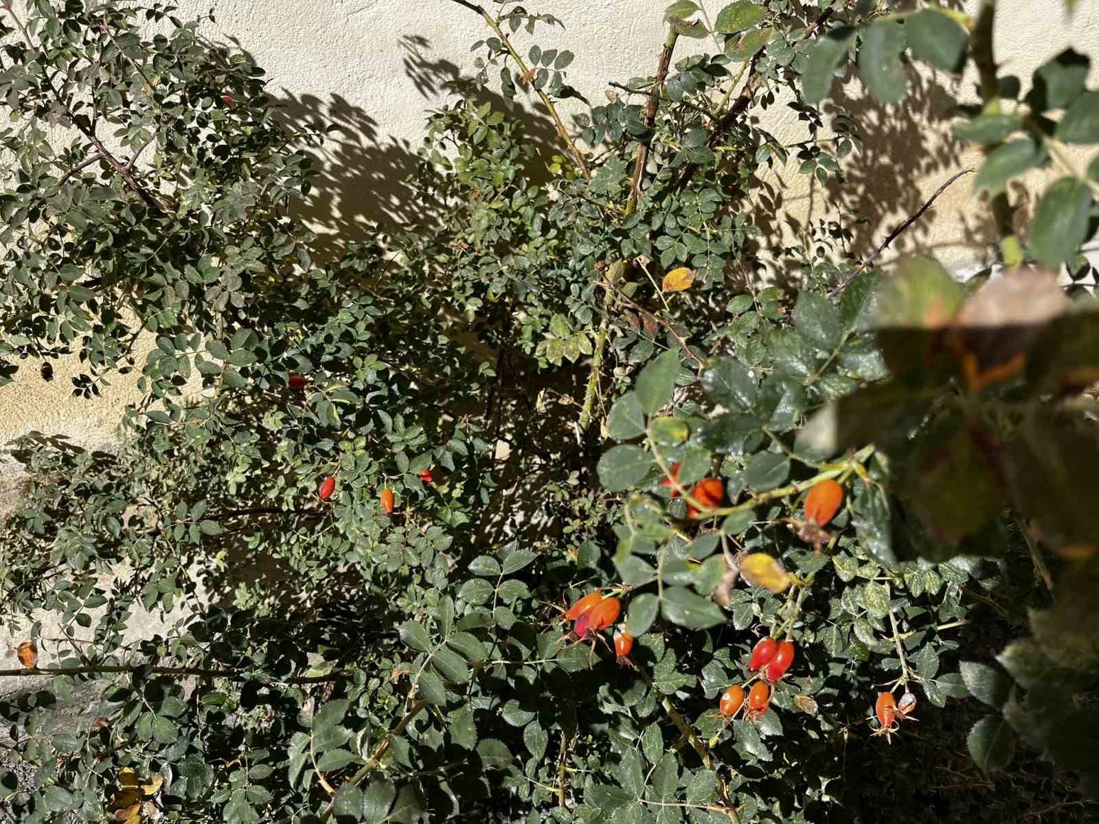 Bayburt&rsquo;un dağlarında kuşburnu bolluğu
