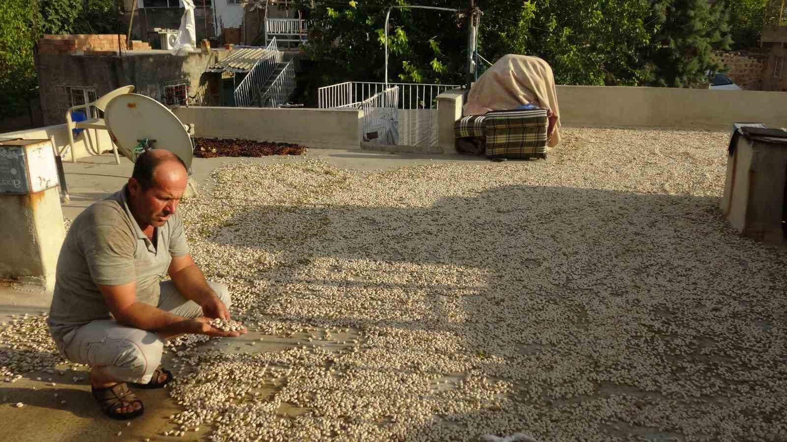 Gerc&uuml;ş&rsquo;te fıstık hasadı başladı
