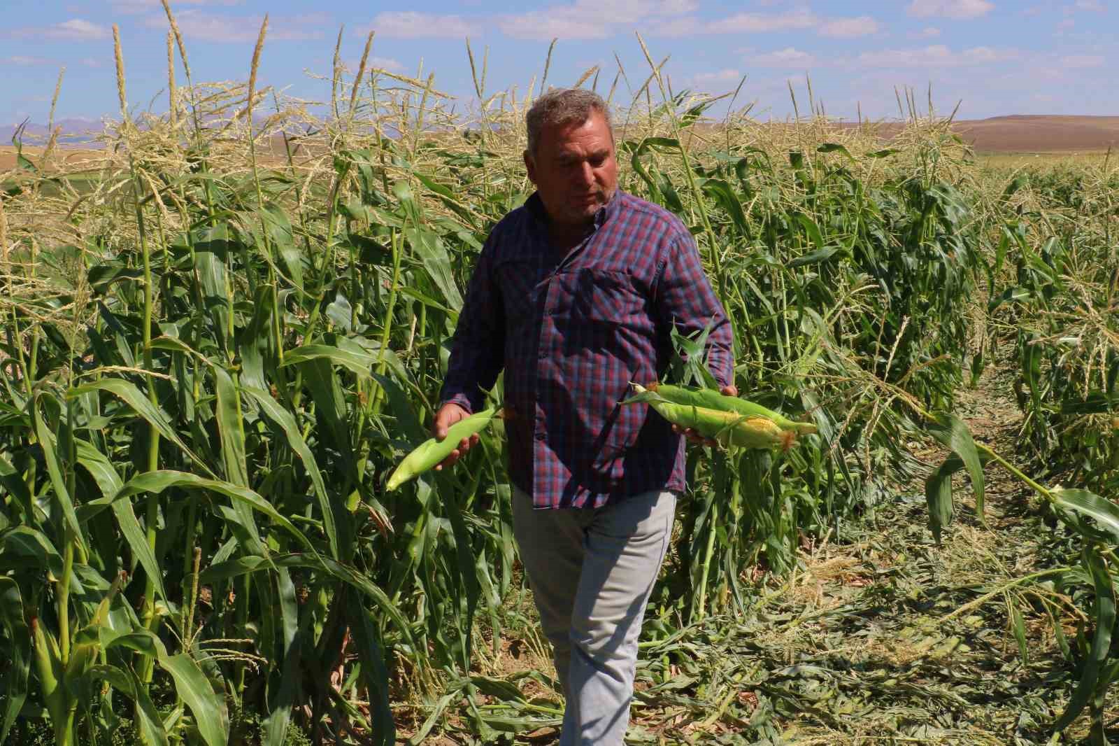 Ankara’da mısır hasadı başladı