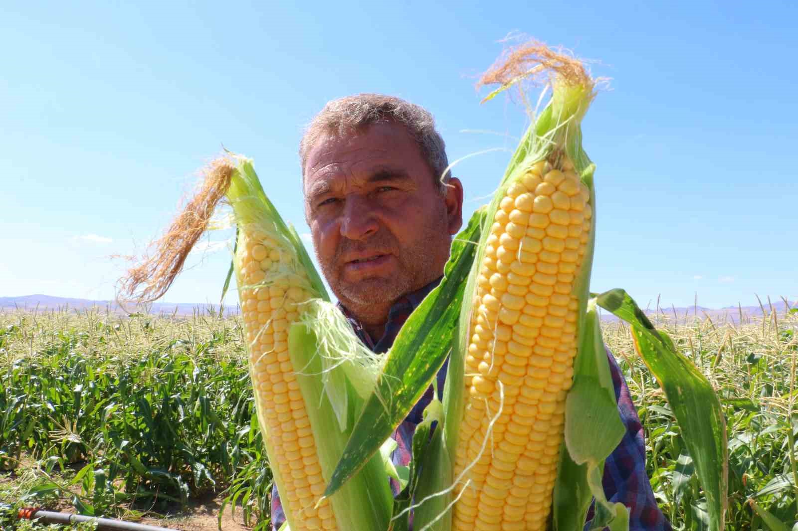 Ankara&rsquo;da mısır hasadı başladı
