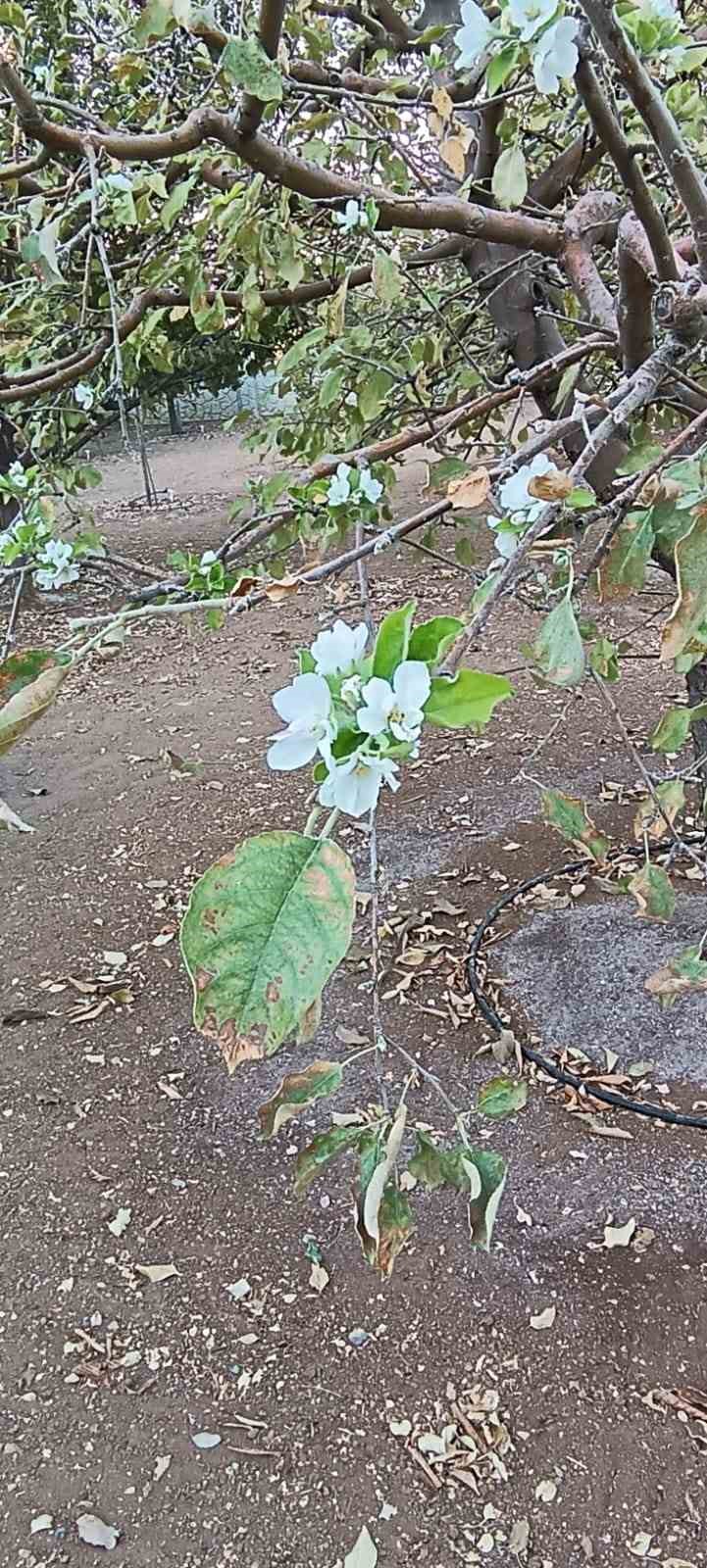 Sonbaharda ağa&ccedil; &ccedil;i&ccedil;ek a&ccedil;tı, g&ouml;renler hayrete d&uuml;şt&uuml;
