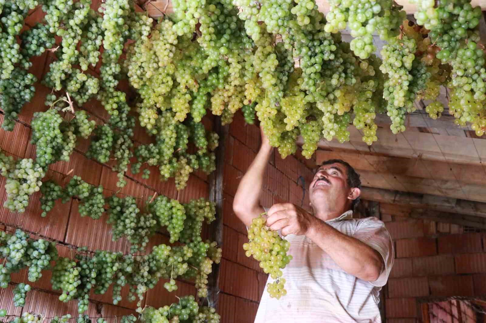 Konya’da Torosların yeşil altını "gök üzüm" hasadı başladı