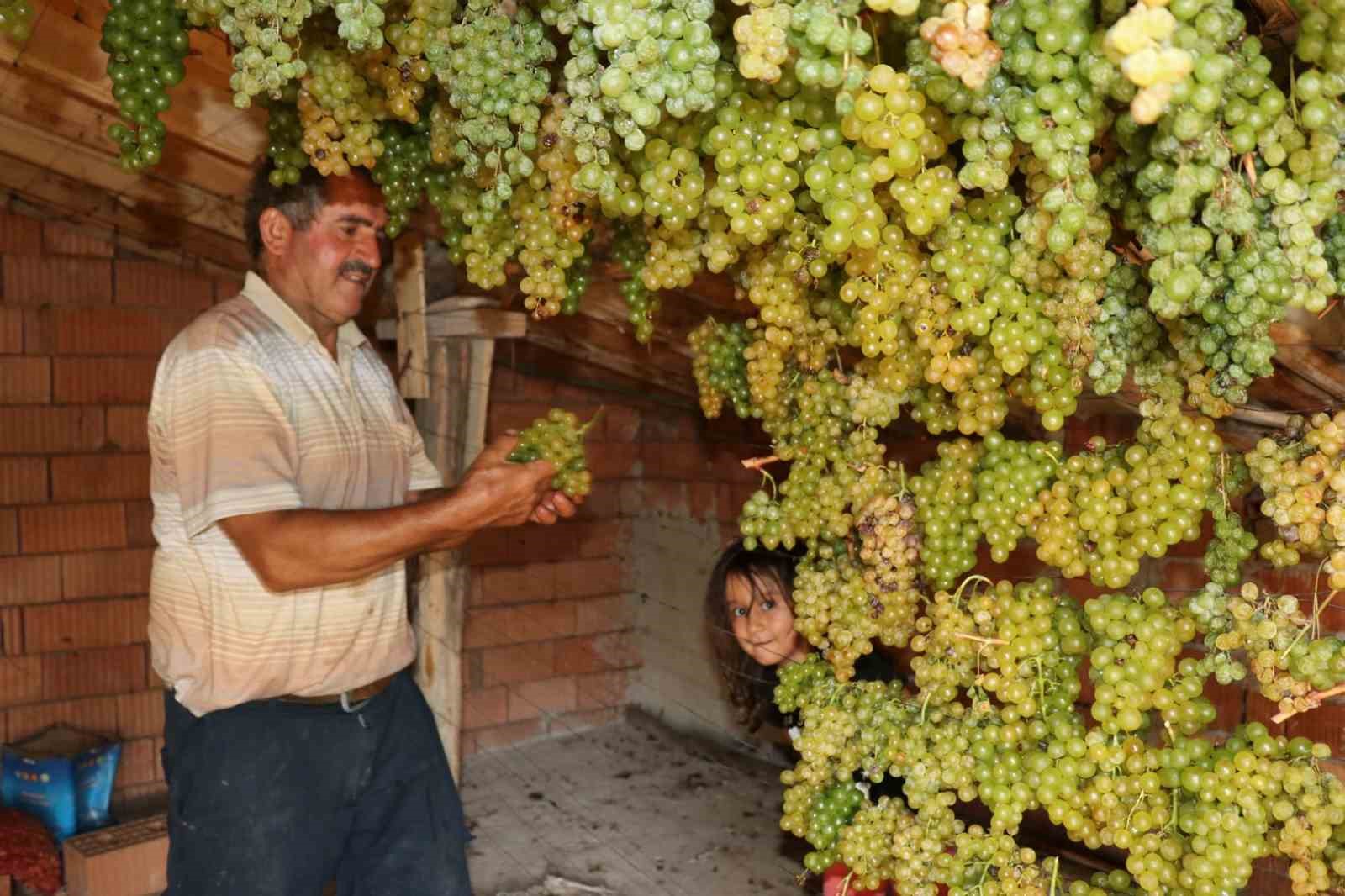 Konya&rsquo;da Torosların yeşil altını "g&ouml;k &uuml;z&uuml;m" hasadı başladı
