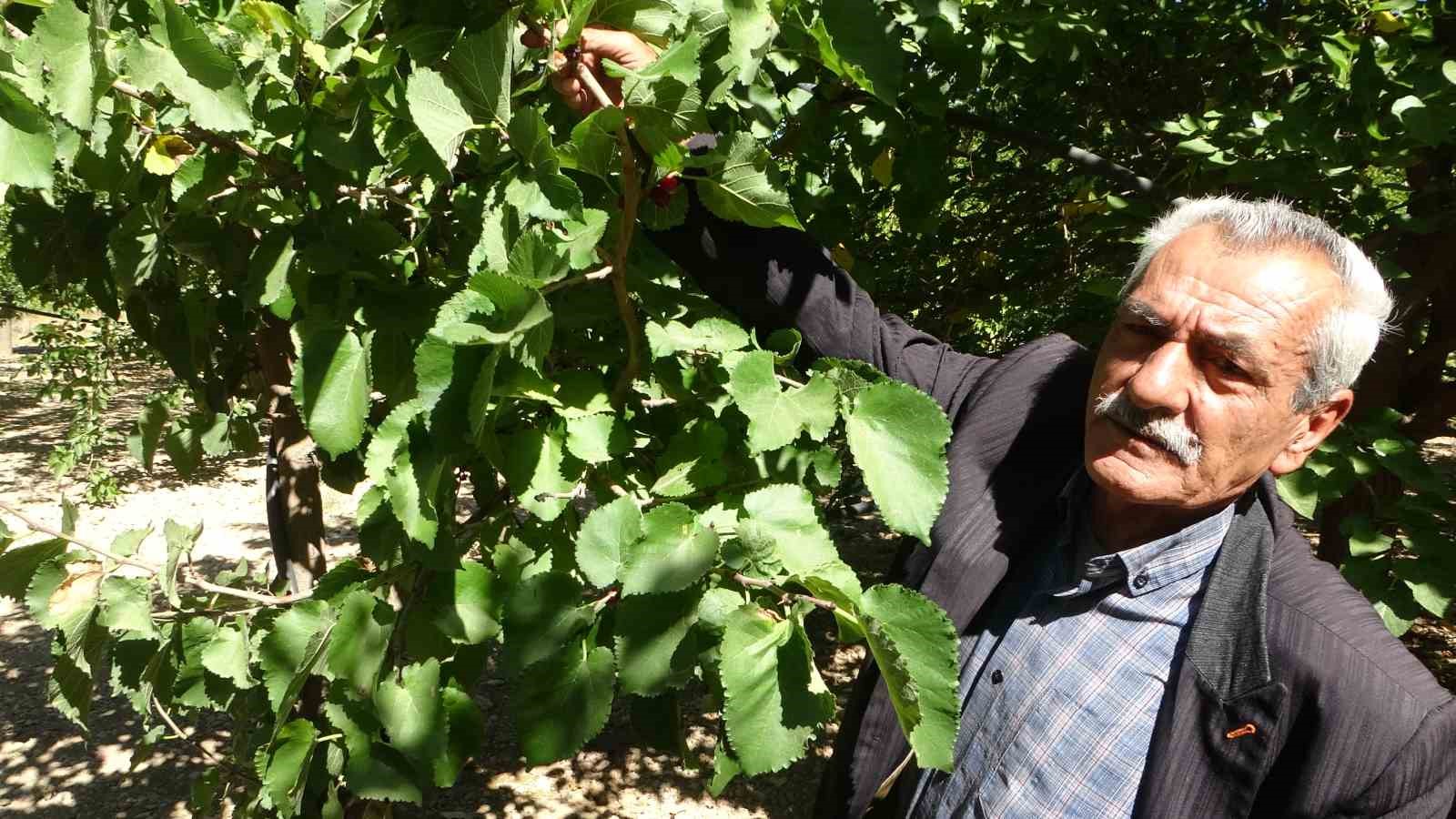 Kayısıya alternatif olarak yetiştirilen karadut yüz güldürüyor