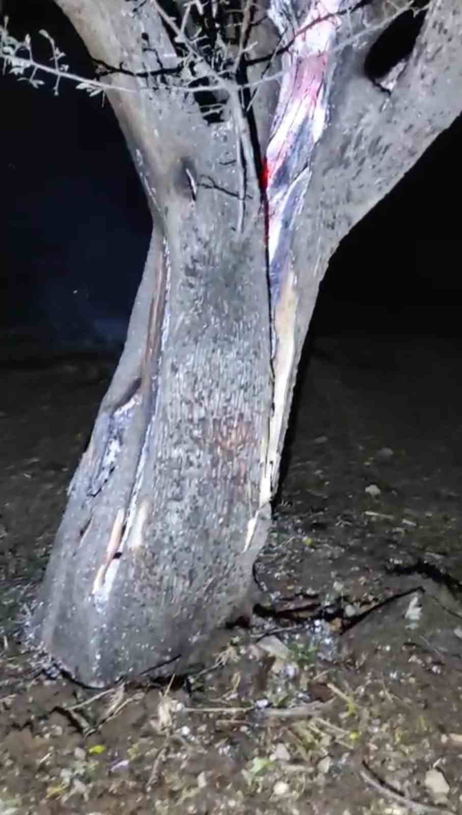 Yıldırım düşen 50 yaşındaki ağaç ortadan ikiye bölündü