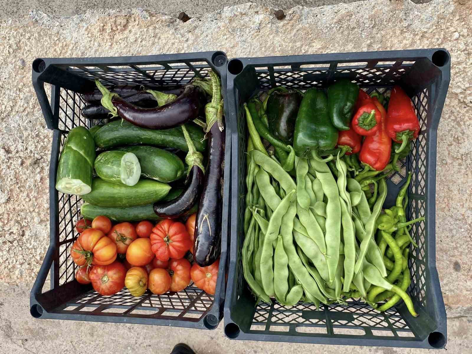 Körfez’de ata tohumlarının ilk hasadı yapıldı
