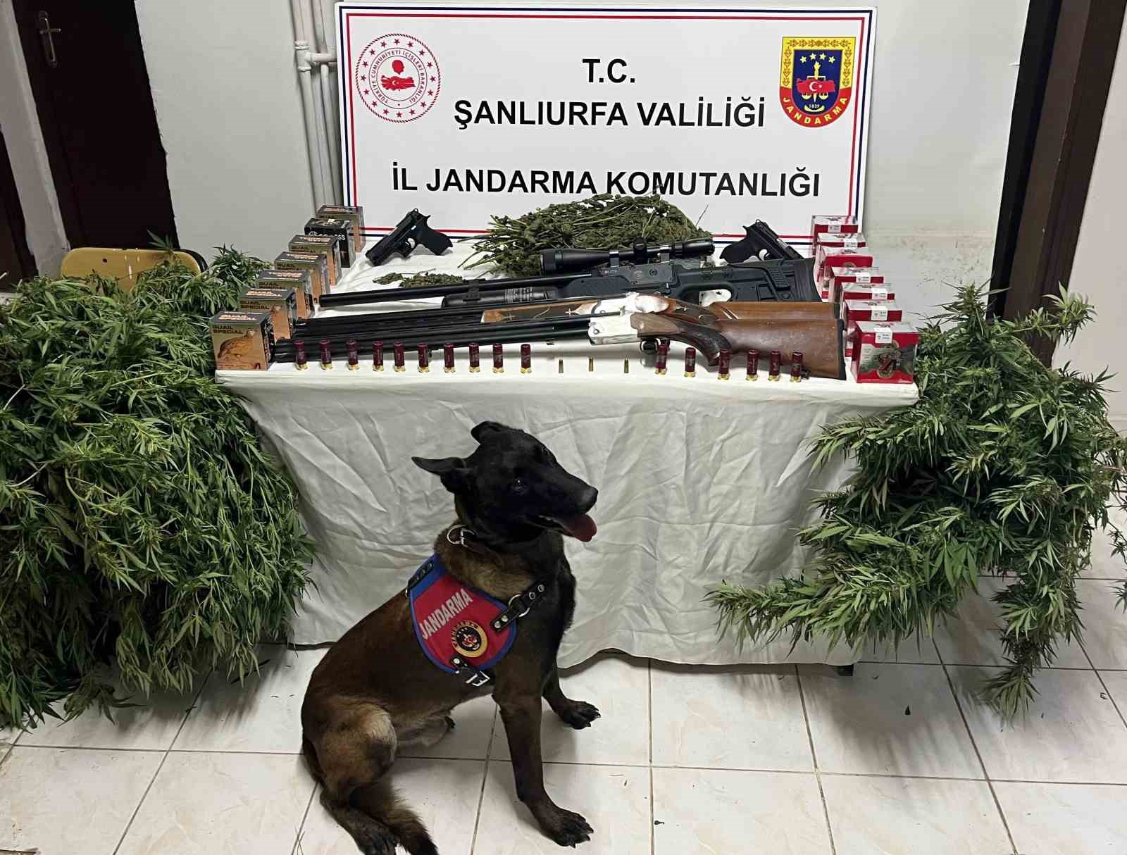 Şanlıurfa’da 1 kilo 508 gram kubar esrar ele geçirildi: 3 gözaltı