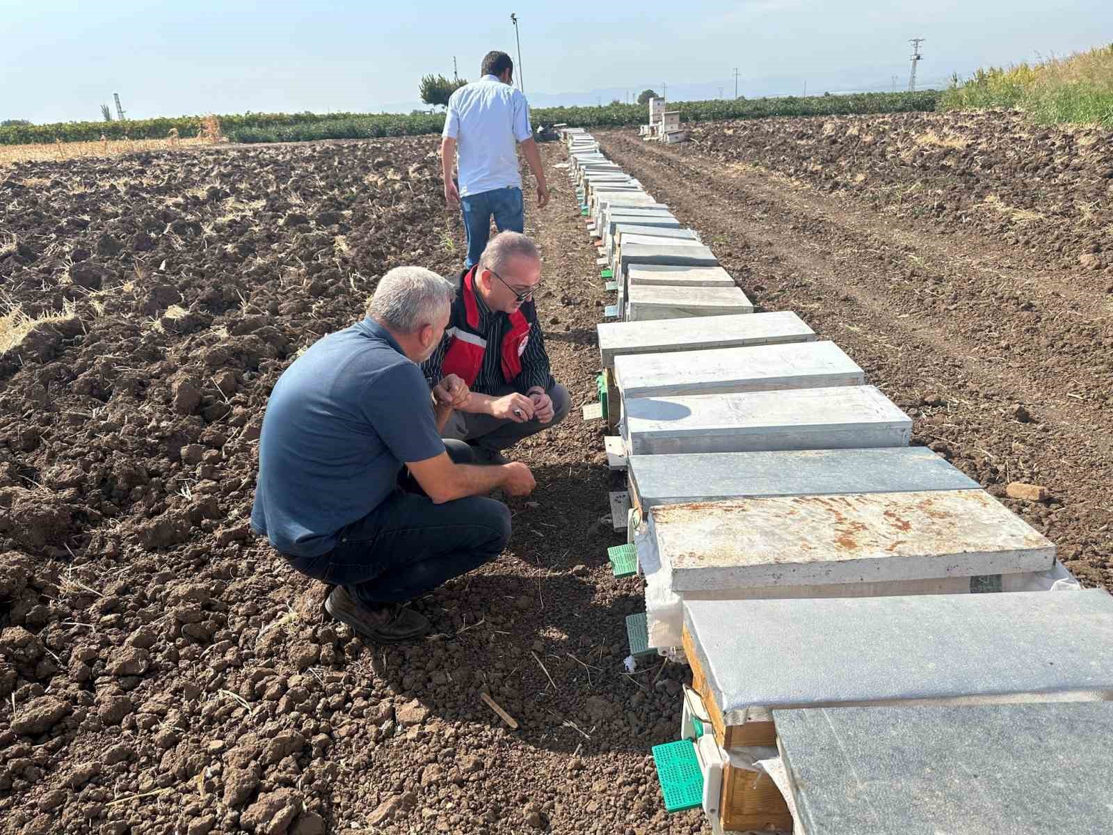Halitpaşa’da arı ölümleri inceleme altında