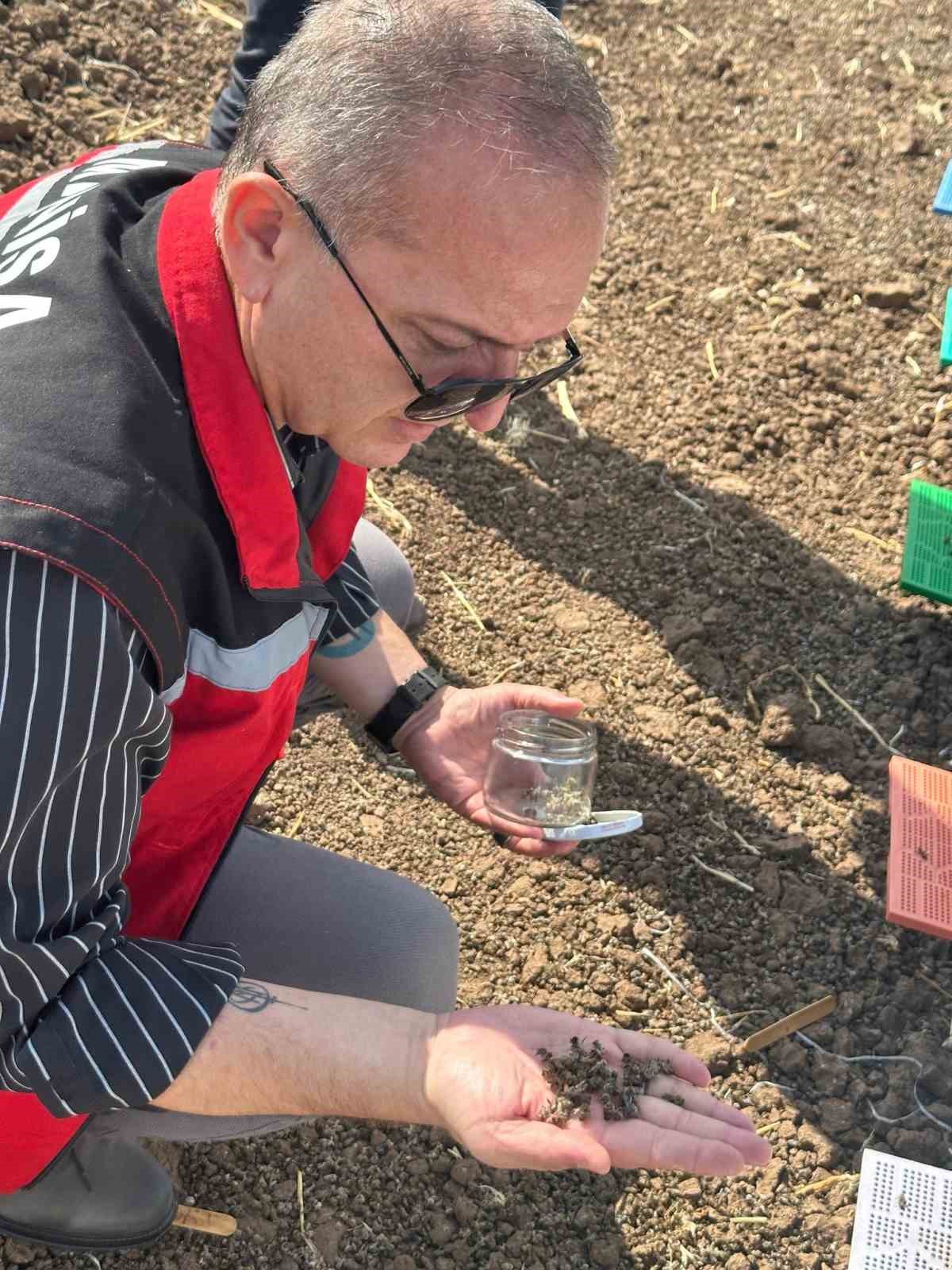Halitpaşa’da arı ölümleri inceleme altında
