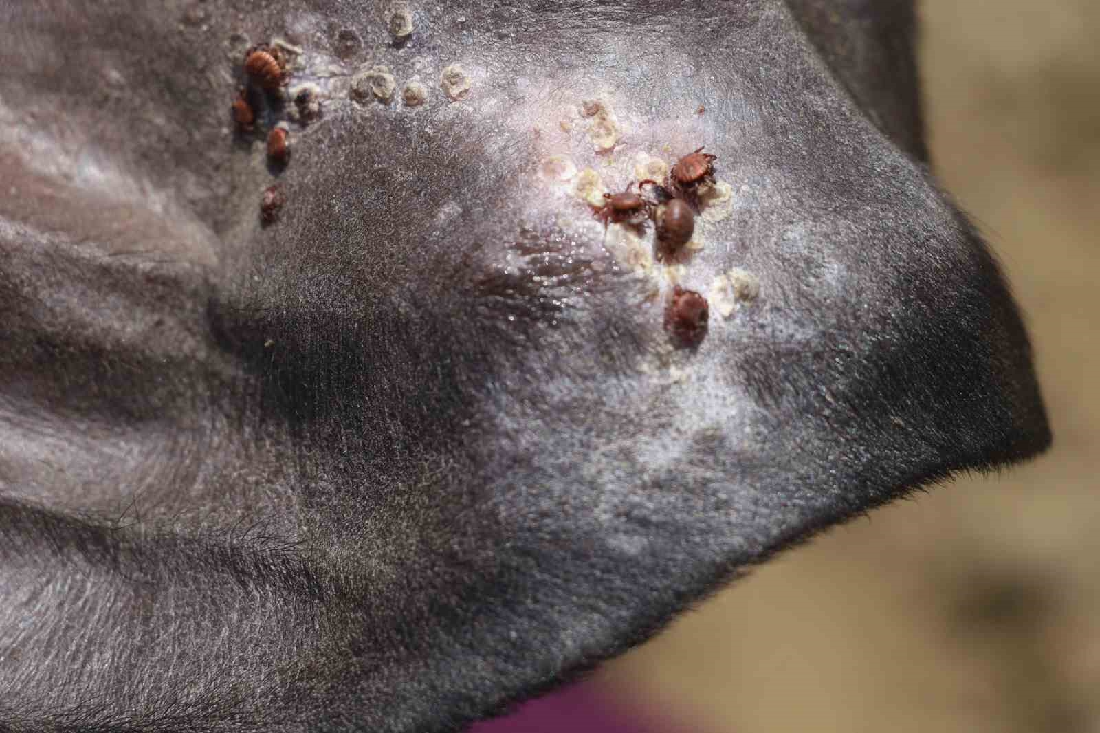 Uzmanı uyardı: "Sonbahar mevsimi kenelerle mücadele için oldukça önemli"