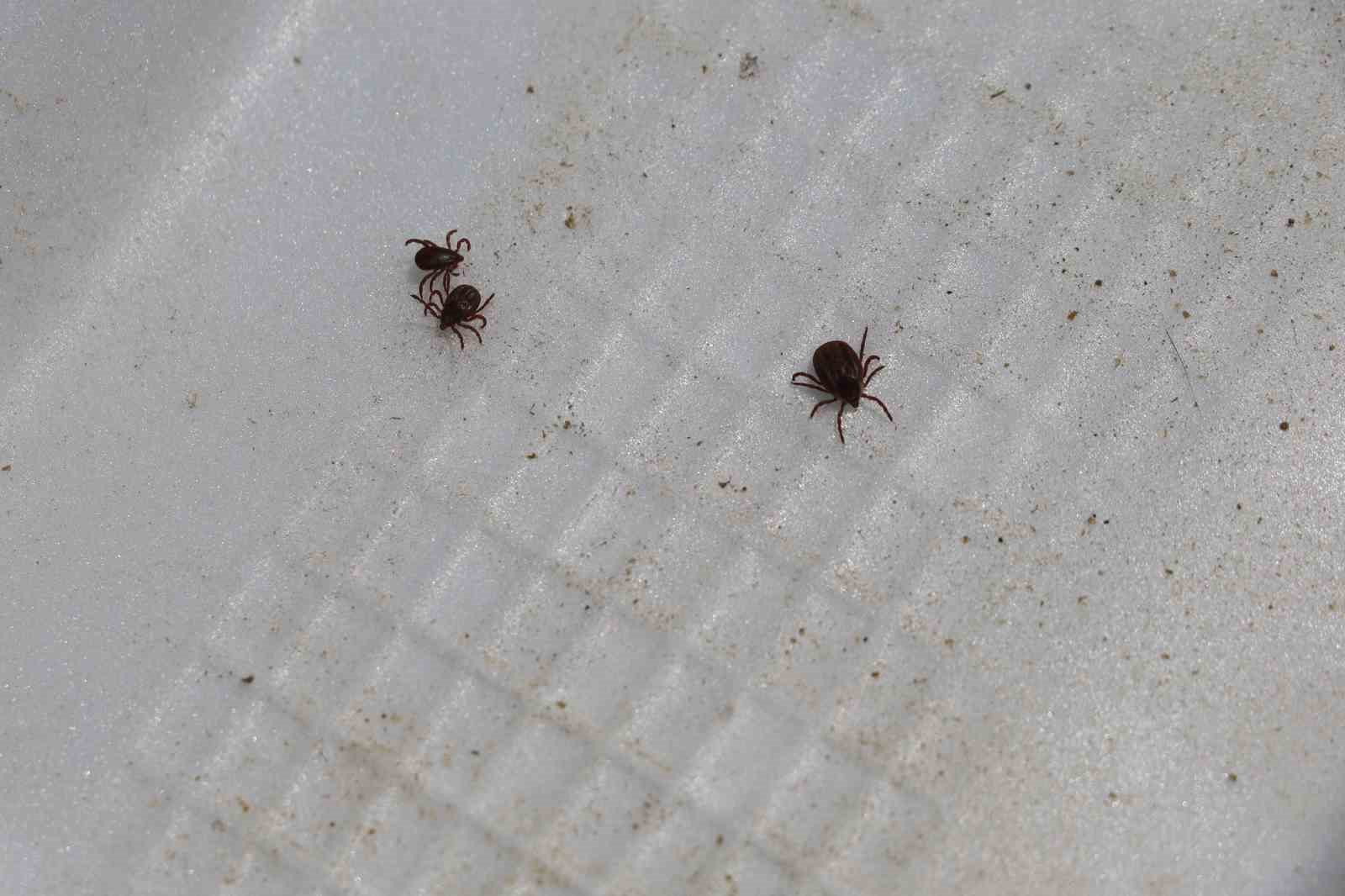 Uzmanı uyardı: "Sonbahar mevsimi kenelerle m&uuml;cadele i&ccedil;in olduk&ccedil;a &ouml;nemli"
