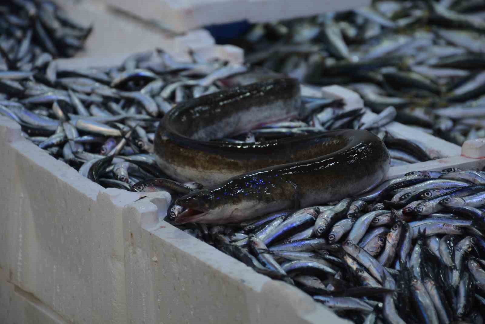 Karadeniz’de nadir görülen yılan balığı yakalandı
