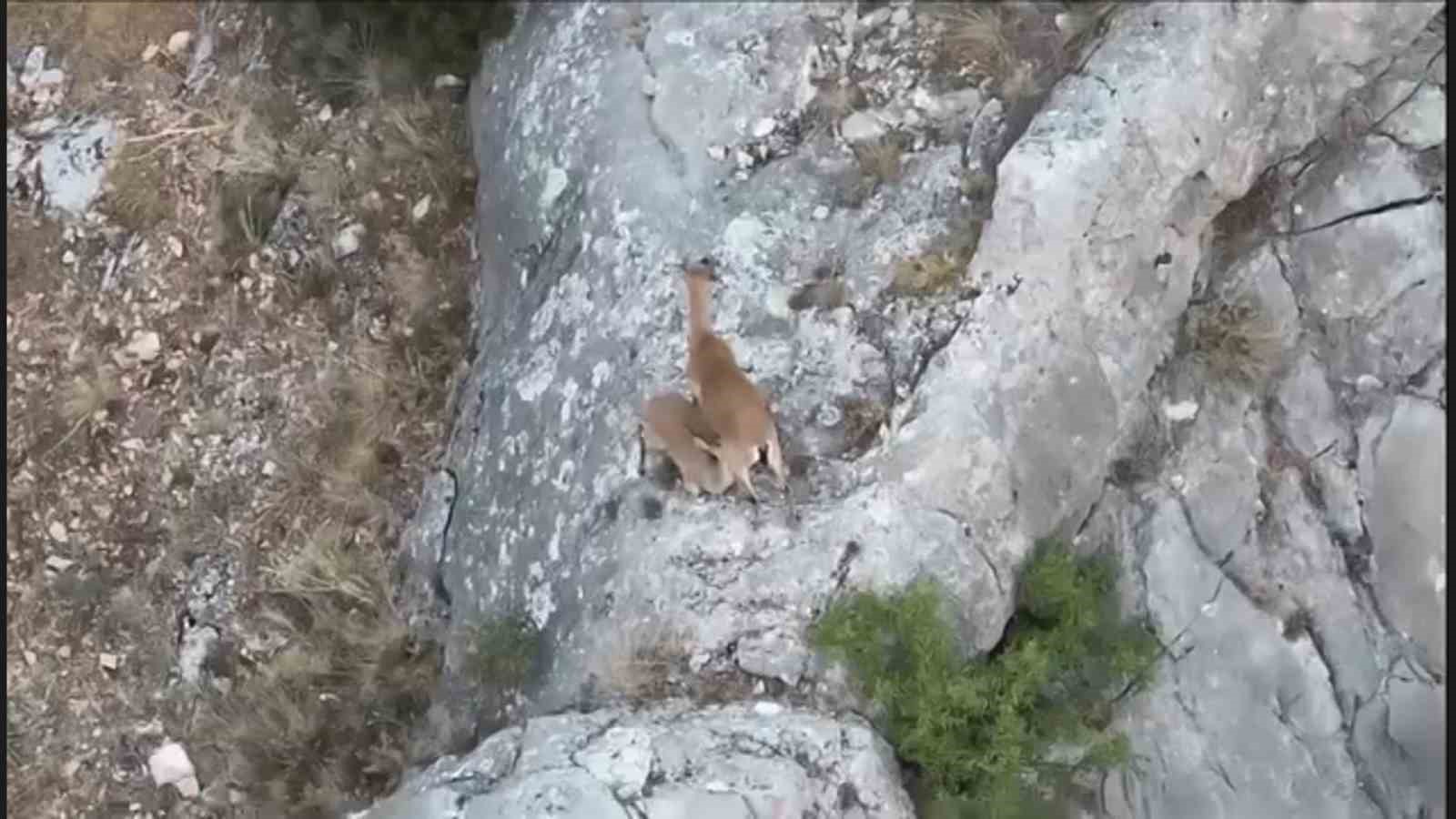 Kazankaya Kanyonu’nda  yaban keçileri ve yavruları dronla görüntülendi
