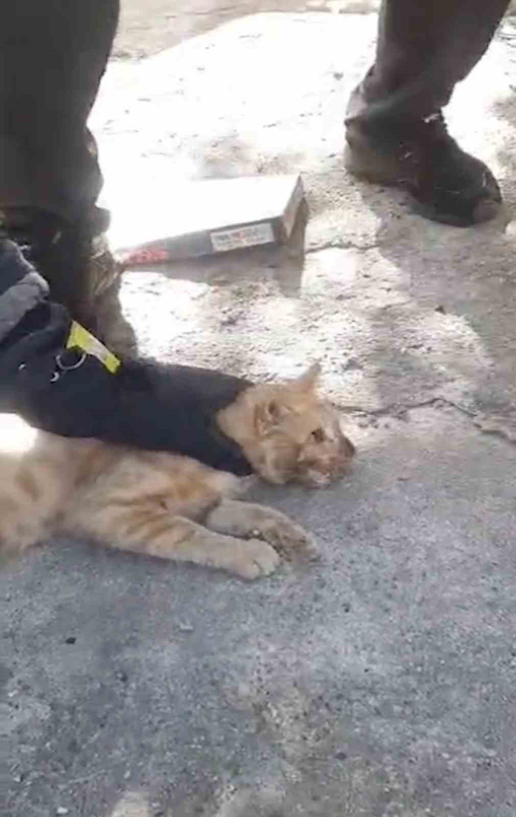 Kafası plastik kavanoza sıkışan kediyi itfaiye kurtardı