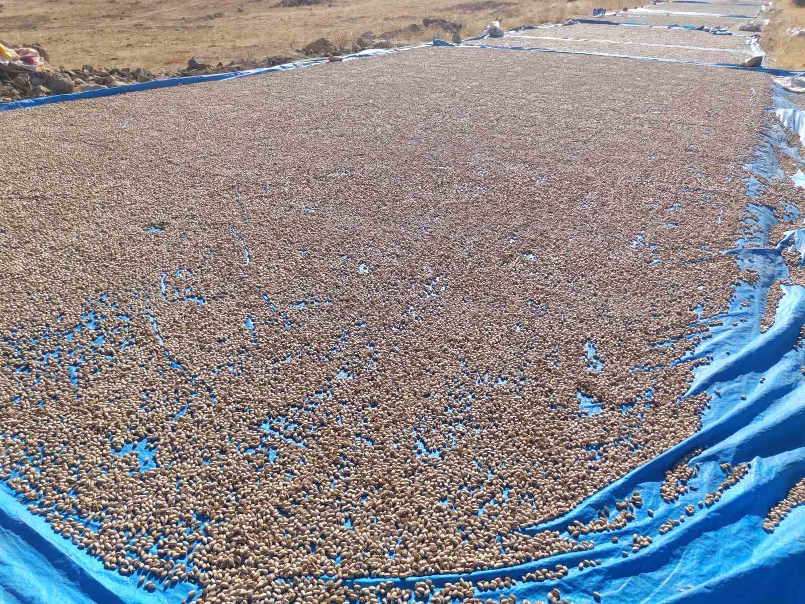 Siirt fıstığı işleme çalışmaları sürüyor