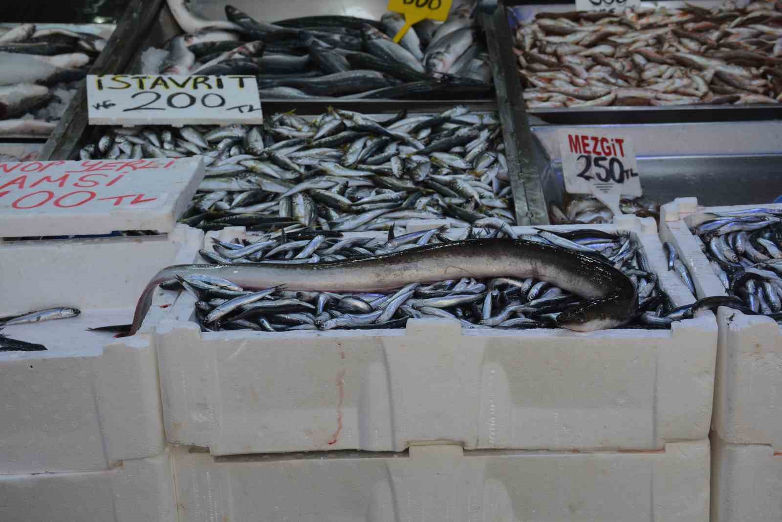 Karadeniz’de nadir görülen yılan balığı yakalandı