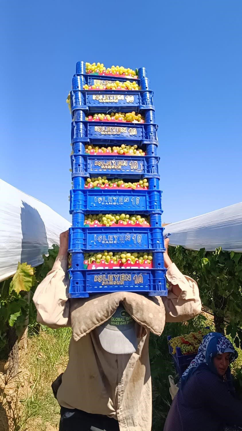 Sarıg&ouml;l&rsquo;de yaş &uuml;z&uuml;m piyasası hareketlendi
