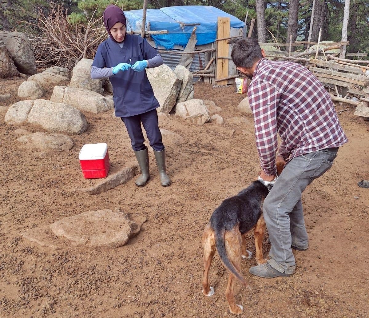 Emet’te küçükbaş hayvan sağlığı çalışmaları