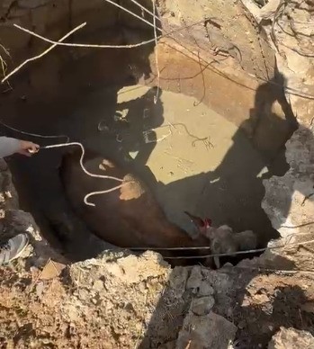 Çukura düşen ineğin imdadına Özel İdare ekipleri yetişti