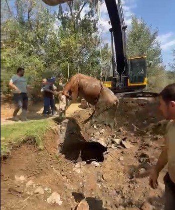 &Ccedil;ukura d&uuml;şen ineğin imdadına &Ouml;zel İdare ekipleri yetişti
