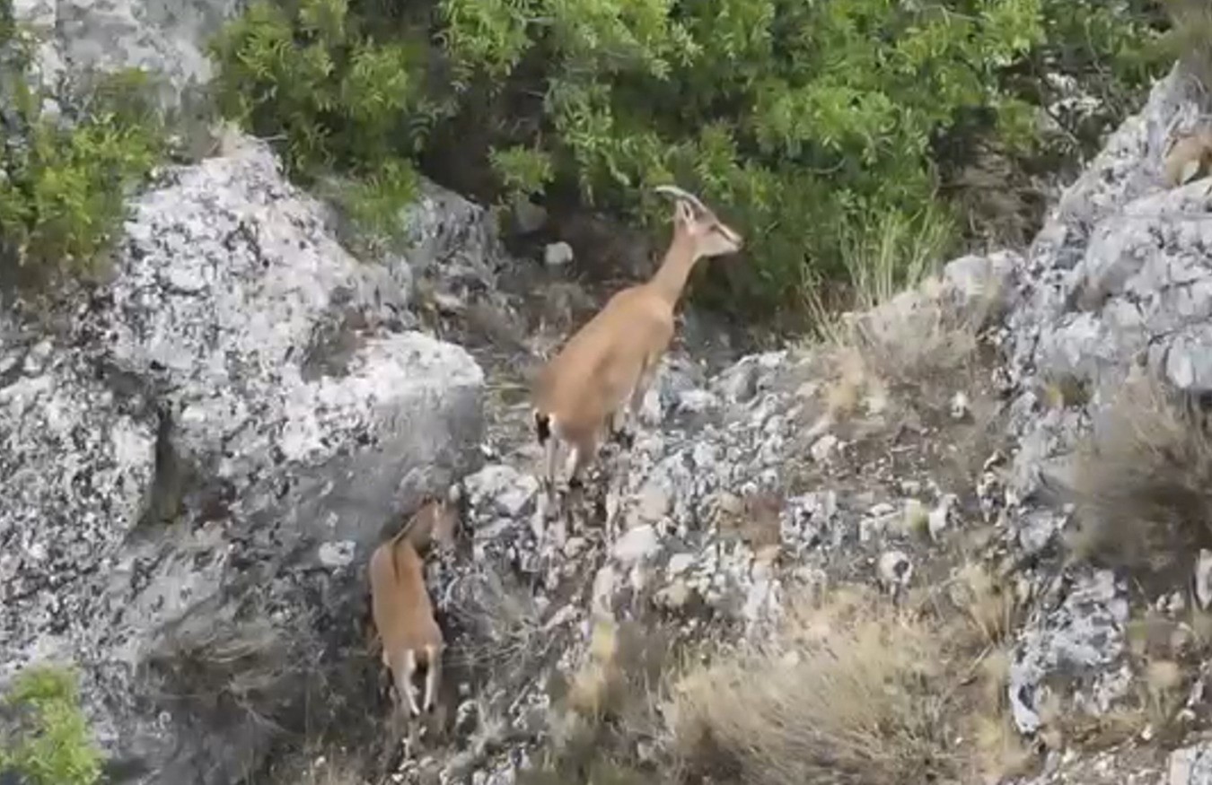 Kazankaya Kanyonu’nda  yaban keçileri ve yavruları dronla görüntülendi