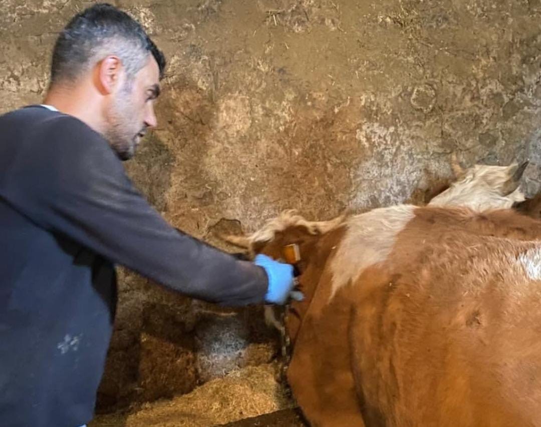 Şap hastalığına karşı aşılama çalışmaları sürüyor