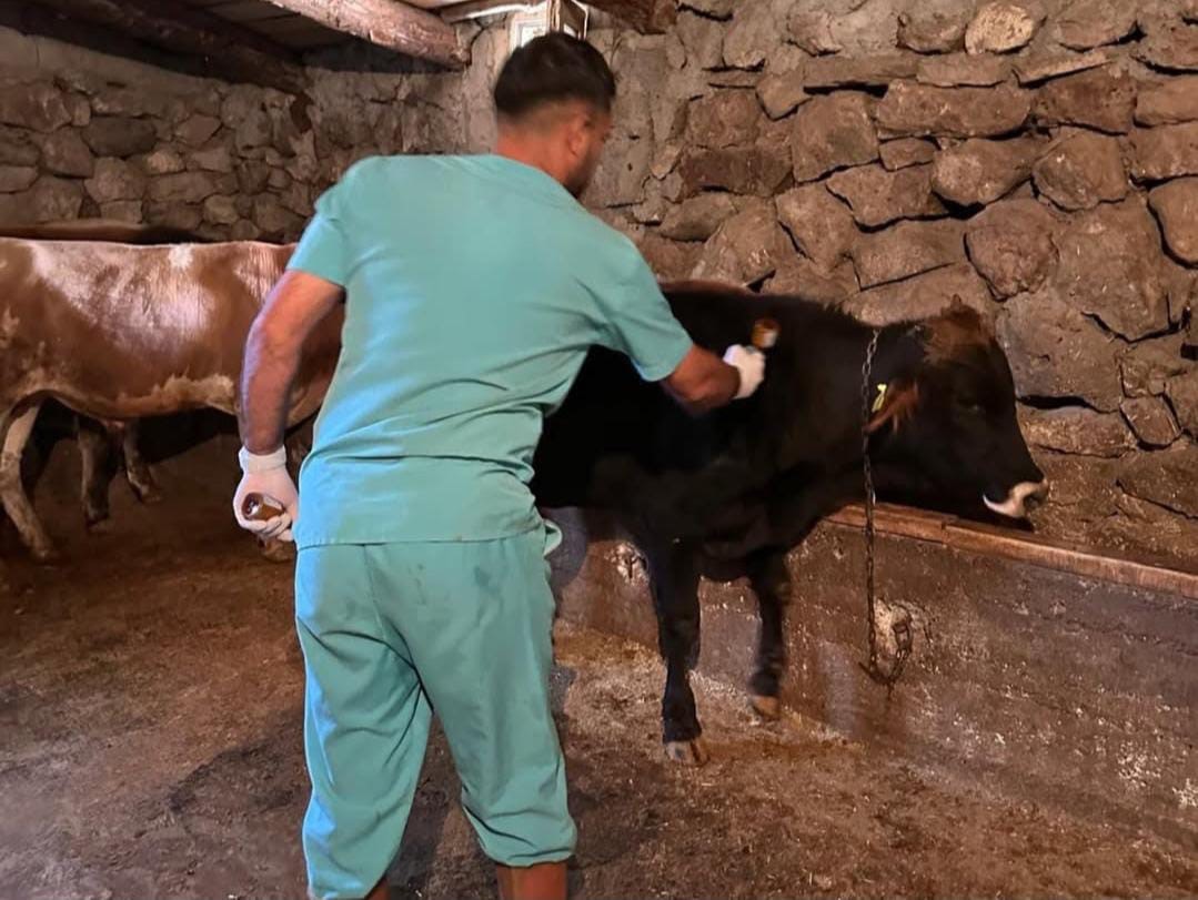 Şap hastalığına karşı aşılama &ccedil;alışmaları s&uuml;r&uuml;yor
