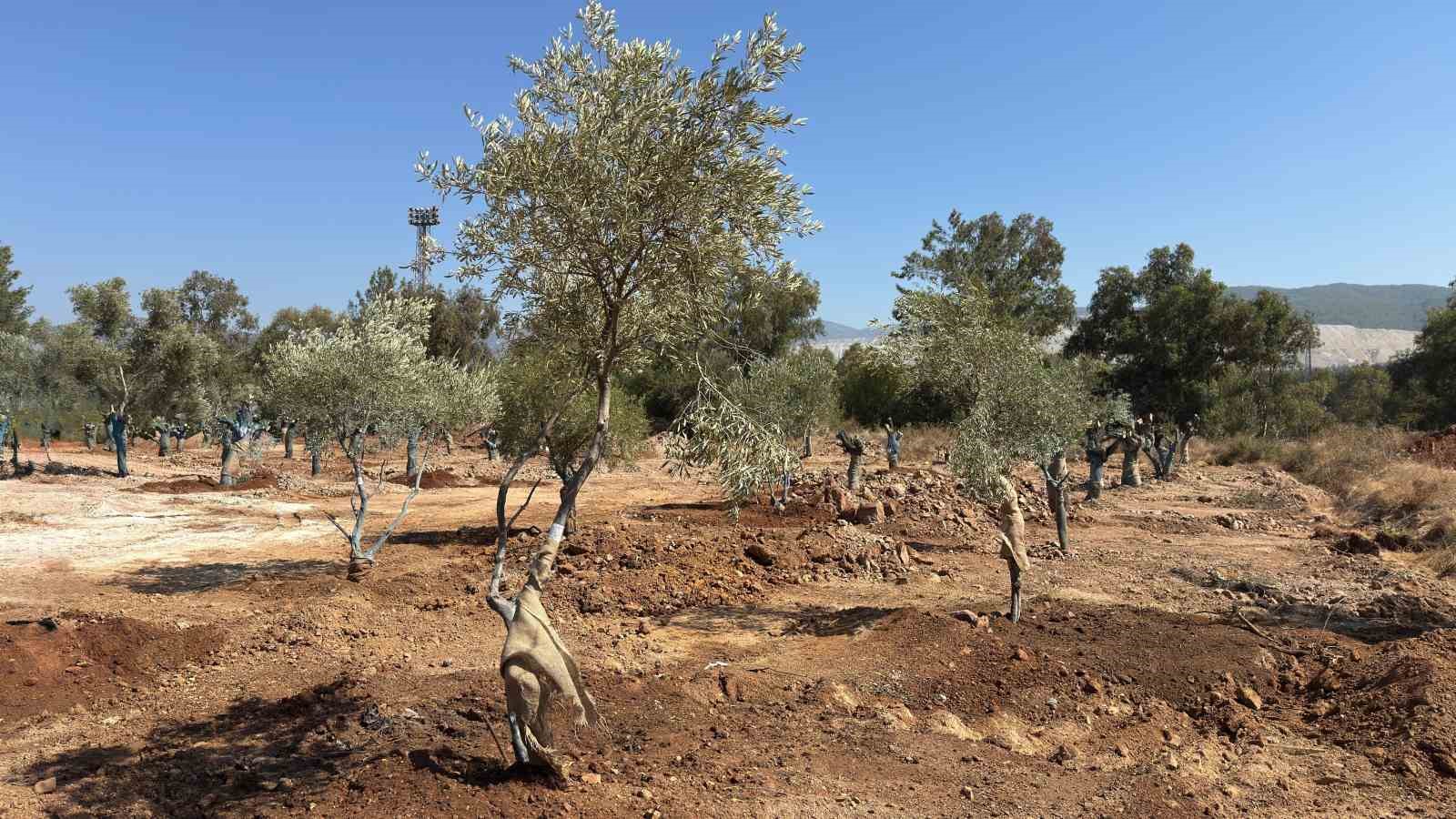 Zeytin ağaçları bilimsel yöntemlerle yeni yerlerine taşındı