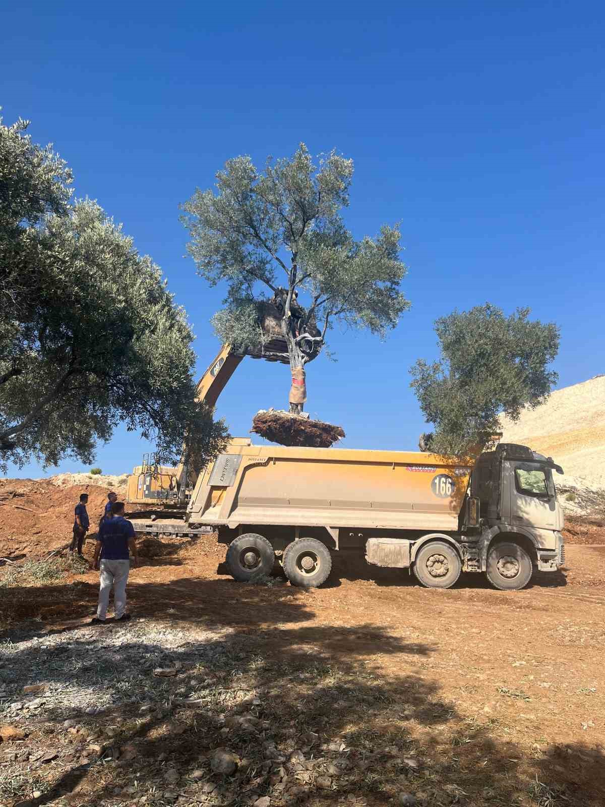 Zeytin ağa&ccedil;ları bilimsel y&ouml;ntemlerle yeni yerlerine taşındı
