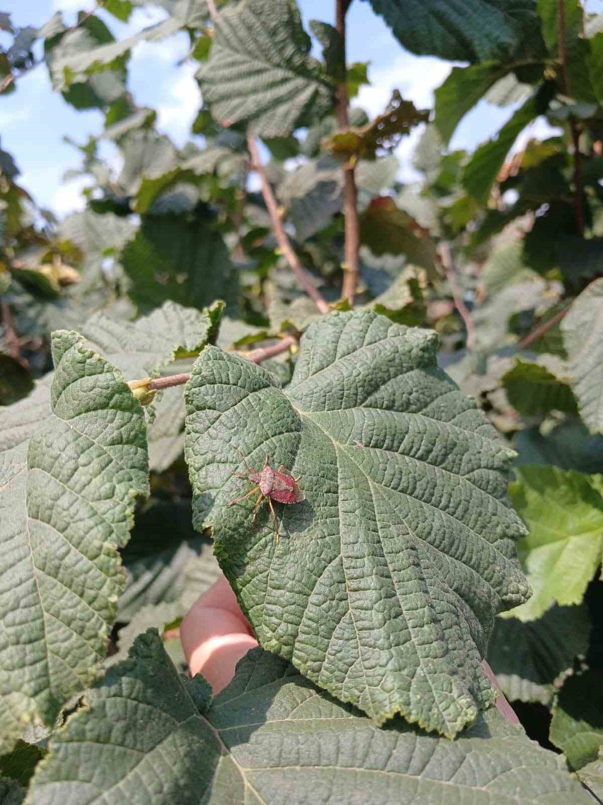 &Ccedil;arşamba&rsquo;da kahverengi kokarca m&uuml;cadelesi s&uuml;r&uuml;yor

