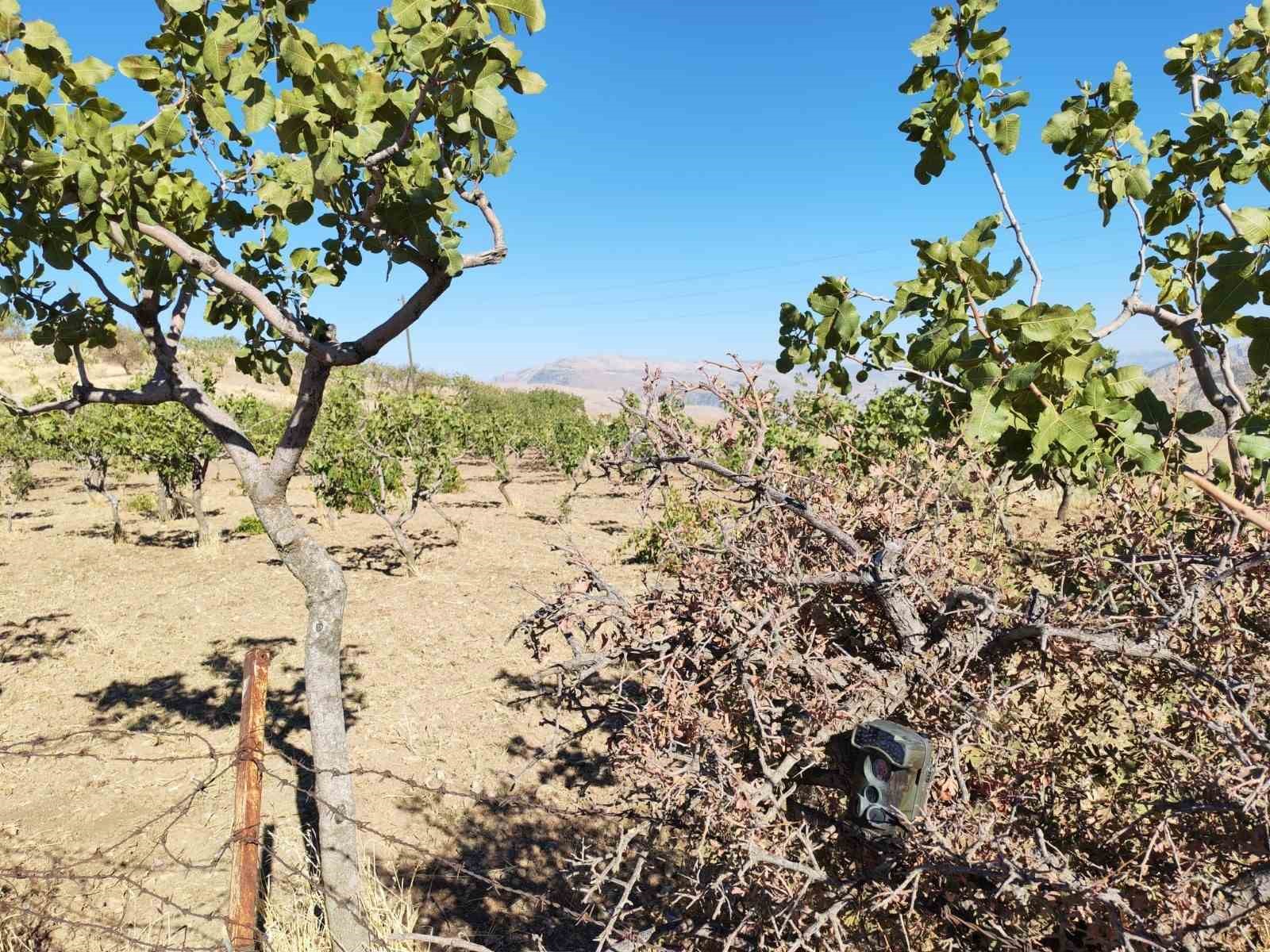 Siirt’te jandarma, fıstık hırsızlıklarına karşı denetimlerini artırdı